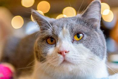 恐怖新作《失忆症：地堡》试玩已在Steam推出